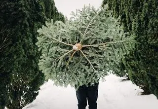 Ceny choinek. Ile zapłacimy za żywe i sztuczne drzewka w 2022 r.?