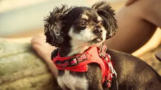 Szelki dla psa – jakie są główne rodzaje? 