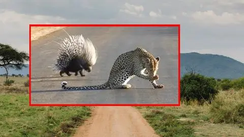 Jeżozwierz pokazał lampartowi, kto tu rządzi. Mrożące krew w żyłach nagranie z safari