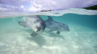 Śnią ci się delfiny w wodzie? Sprawdź, co oznacza sen o tych sympatycznych zwierzątkach