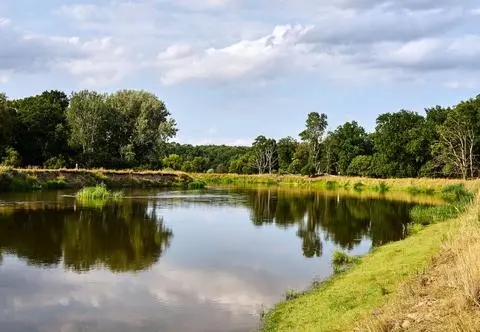Naukowy zaniepokojeni. Nad polską rzeką zauważyli "biegnącego" bambusa