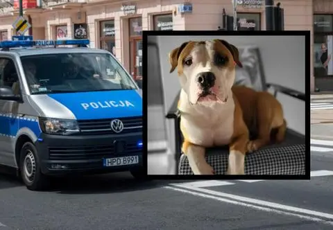 Twierdzi, że kierowca celowo potrącił jego psa. Czworonóg nie przeżył