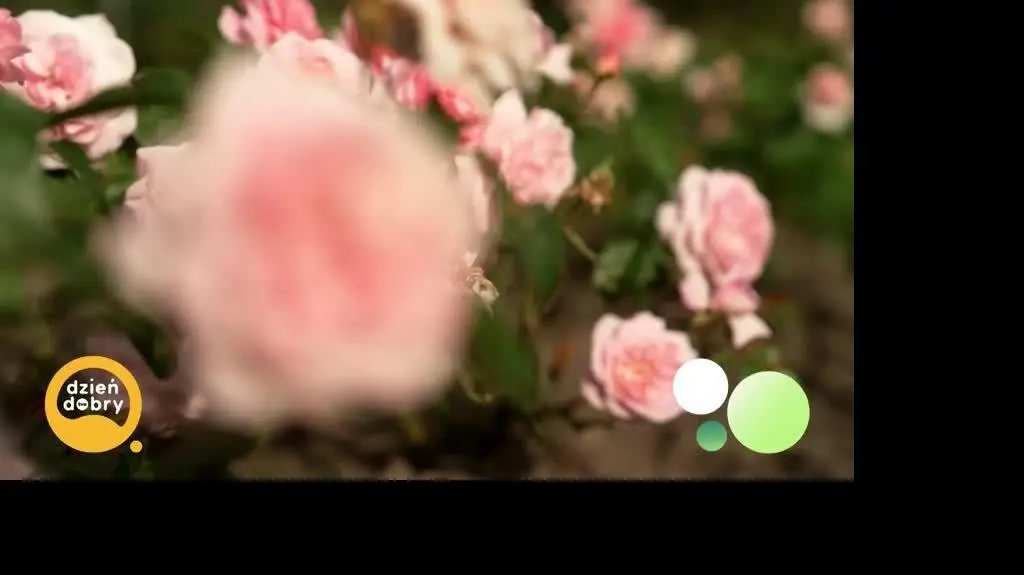 DD_20250826_Roze_rep_napisy