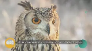 Sowy, które potrafią uspokoić – napisy