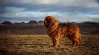 Najdroższy pies na świecie. Tak wygląda mastif tybetański