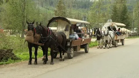 Spór o konie nad Morskim Okiem 