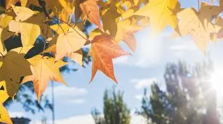 Pogoda na czwartek. Temperatury będą rosły
