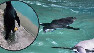Pingwinek uciekł z basenu w ZOO. Szybko zmienił zdanie