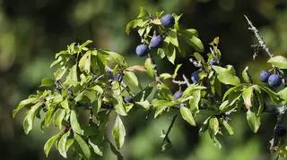 Jesz owoce prosto z krzaka? To może być bardzo niebezpieczne 