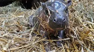 Narodziny hipopotamka karłowatego