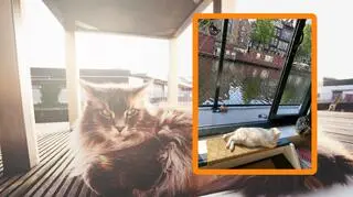 Kocia łódź w Amsterdamie 