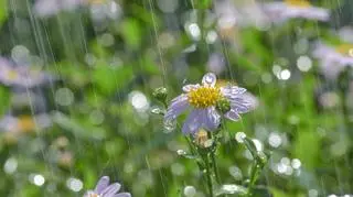 Kwiatek w deszczu