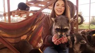 Słodkie, sprytne i… groźne dla przyrody. Cała prawda o szopach