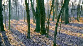 Pogoda na niedzielę. W tych regionach przydadzą się parasole