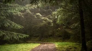 Świerki mogą zniknąć z polskiego krajobrazu 