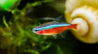Neonki - kolorowe rybki, które rozświetlają akwarium. Jak je hodować?