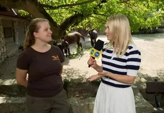 We wrocławskim zoo na świat przyszedł osiołek. "Rośnie bardzo szybko, teraz idzie w masę"