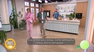 Koci język - jak go rozszyfrować? (napisy)
