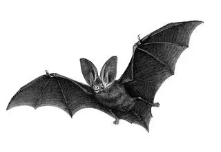 Jak narysować nietoperza krok po kroku? Przekonaj się sam!