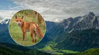 Lisica adoptowana przez miasteczko. "Jest już jedną z nas"