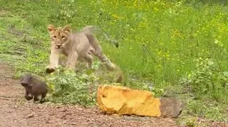 Mały guziec przechytrzył lwa. Manewr malucha zaskoczył turystów