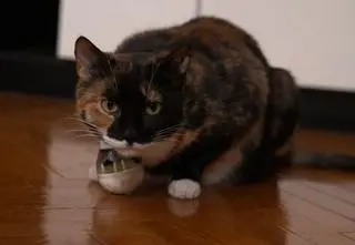 Jak komunikować się z kotami? "To jest bardzo fajna aktywność, którą warto wprowadzić"