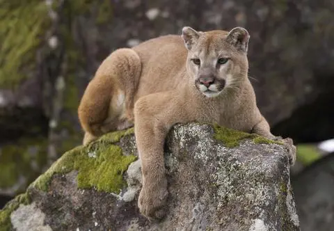 Puma pod Lipskiem? Trwają poszukiwania tajemniczego drapieżnika