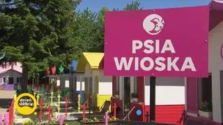 W tym miejscu bezdomne psy znalazły bezpieczeństwo i szansę na lepszą przyszłość