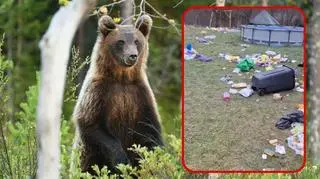 Głodny niedźwiedź wypił barszcz i narobił bałaganu. "To sobie poświętował"