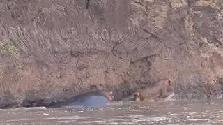 Hipopotamy w akcji – bezlitosna natura w pełnej krasie