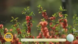 Grządki podwyższone od A do Z - napisy