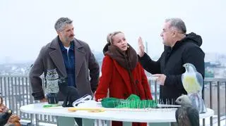 Węże, kruki, trytytki i inne metody, które skutecznie wygonią gołębie z balkonu