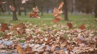 Pogoda na niedzielę. Uwaga na silny wiatr - obowiązują alerty