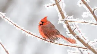 Zimą naszej pomocy mogą potrzebować też ptaki. Warszawskie ZOO podpowiada, jak pomagać im z głową  