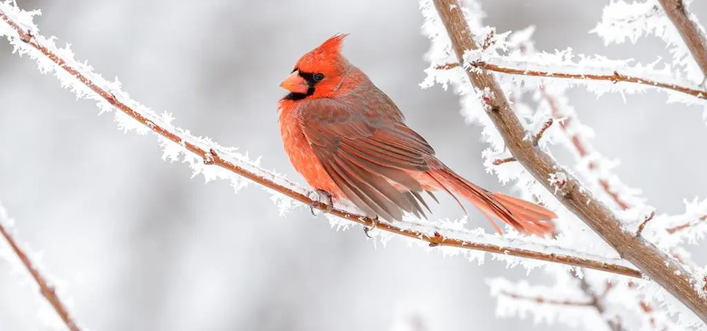 Zimą naszej pomocy mogą potrzebować też ptaki. Warszawskie ZOO podpowiada, jak pomagać im z głową  