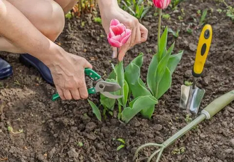 Wieloletnie tulipany? Zrób to, a będą kwitły co rok
