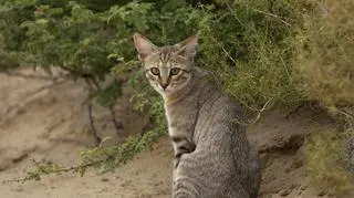 Skąd tak naprawdę pochodzą koty? Naukowcy doszli do zaskakujących wniosków