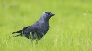 Kawka