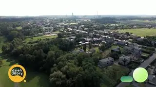 Paulownie - samochody wyścigowe wśród drzew - napisy