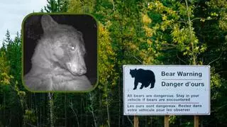 Niedźwiedź zrobił sobie aż 400 selfie. Te zdjęcia to hit. "Przynajmniej nie robi kaczych ust" 