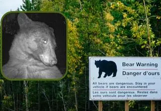 Niedźwiedź zrobił sobie aż 400 selfie. Te zdjęcia to hit. "Przynajmniej nie robi kaczych ust" 