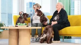 Polski spaniel myśliwski zaskakuje inteligencją. Co warto wiedzieć o tej rasie psów?