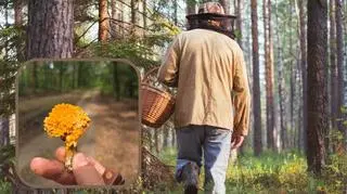 Grzybiarz natrafił w lesie na wyjątkowy okaz. "Wygląda jak kwiat"