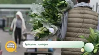 Życie usłane... hortensjami  