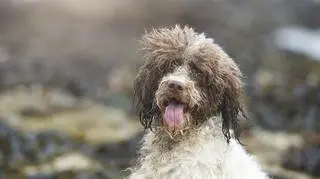 To jeden z najstarszych psów aportujących. Poznajcie mało znaną rasę - lagotto romagnolo