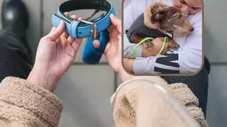 Cudowny powrót Choco. Pies po latach został odnaleziony tysiące kilometrów od domu