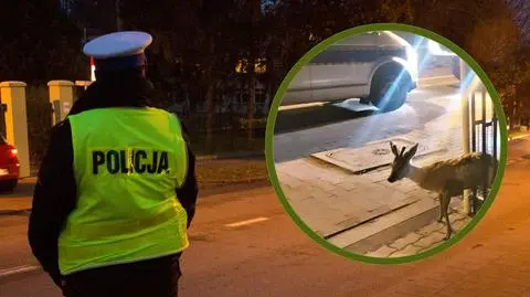 Koziołek sarny utknął w ogrodzeniu. Ratunek nie przebiegł zgodnie z planem 