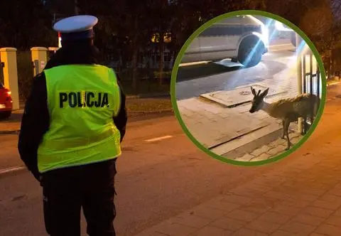 Koziołek sarny utknął w ogrodzeniu. Ratunek nie przebiegł zgodnie z planem 