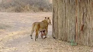 Sekundy grozy na podwórzu. Lwica niespodziewanie zaatakowała