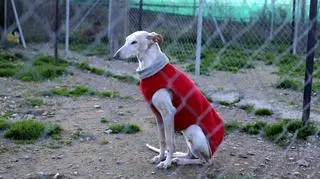 Wykorzystują psy do polowań, a potem je porzucają. "Około 50 tysięcy rocznie"